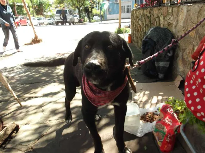 Cachorro ra a SRD idade 2 anos nome John Snow