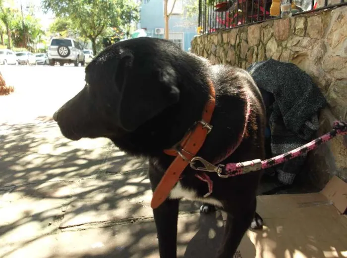 Cachorro ra a SRD idade 2 anos nome John Snow