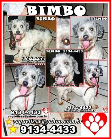 Cachorro raça poodle idade 1 ano nome BIMBO