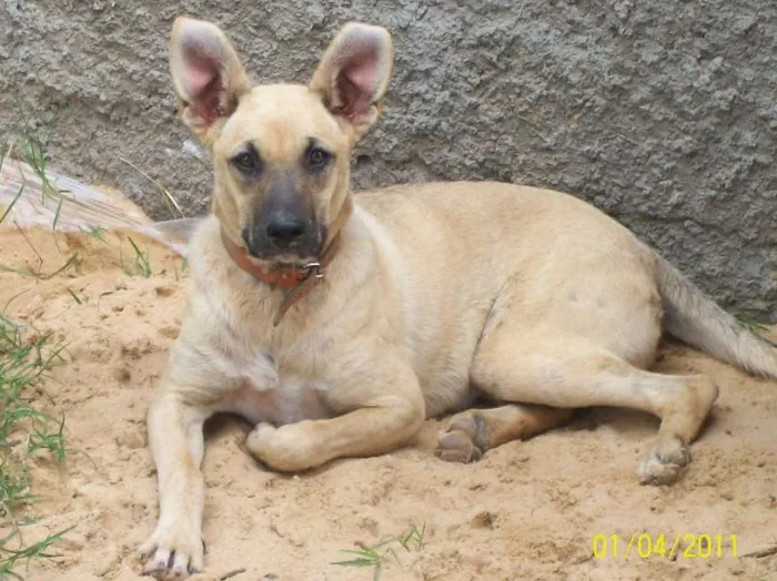 Cachorro ra a Pastor Alemão com fila idade 2 anos nome kiara GRATIFICA