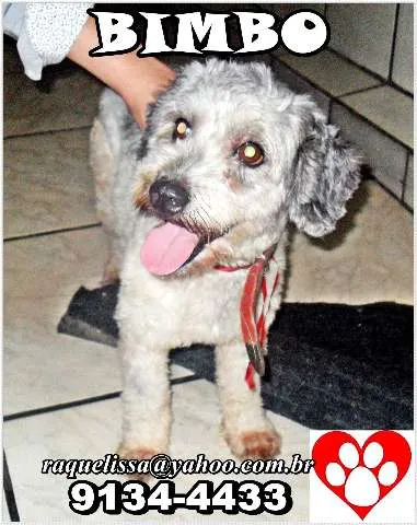 Cachorro raça poodle idade 1 ano nome BIMBO