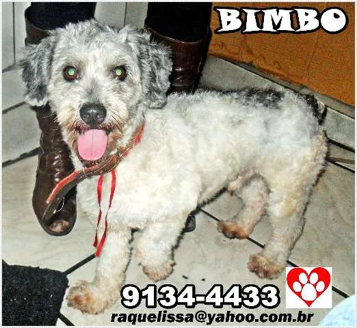 Cachorro raça poodle idade 1 ano nome BIMBO