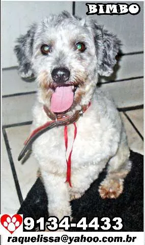 Cachorro raça poodle idade 1 ano nome BIMBO