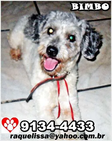 Cachorro raça poodle idade 1 ano nome BIMBO