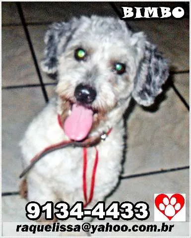 Cachorro raça poodle idade 1 ano nome BIMBO