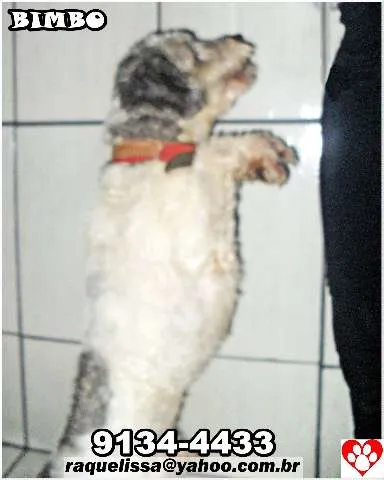 Cachorro raça poodle idade 1 ano nome BIMBO