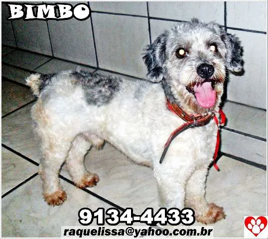 Cachorro raça poodle idade 1 ano nome BIMBO