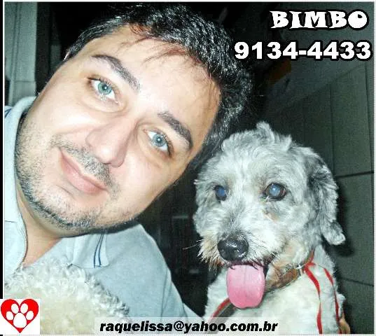 Cachorro raça poodle idade 1 ano nome BIMBO