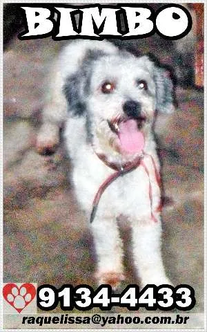 Cachorro raça poodle idade 1 ano nome BIMBO