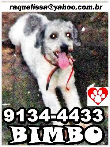 Cachorro raça poodle idade 1 ano nome BIMBO