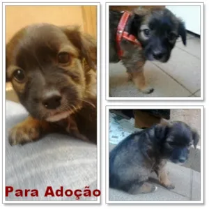 Cachorro raça srd idade Abaixo de 2 meses nome Menina