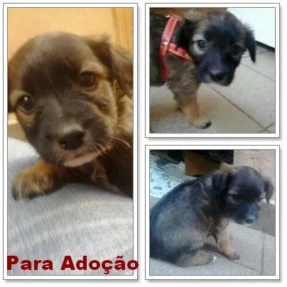 Cachorro ra a srd idade Abaixo de 2 meses nome Menina