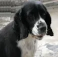 Snoop