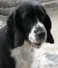 Snoop