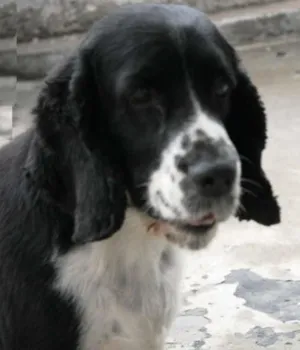 Cachorro raça Cocker idade 6 ou mais anos nome Snoop