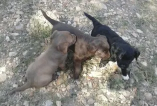 Cachorro ra a vira lata idade Abaixo de 2 meses nome s/nome ainda 