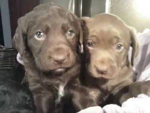 Cachorro raça vira lata idade Abaixo de 2 meses nome s/nome ainda 
