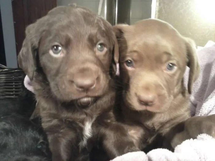 Cachorro ra a vira lata idade Abaixo de 2 meses nome s/nome ainda 