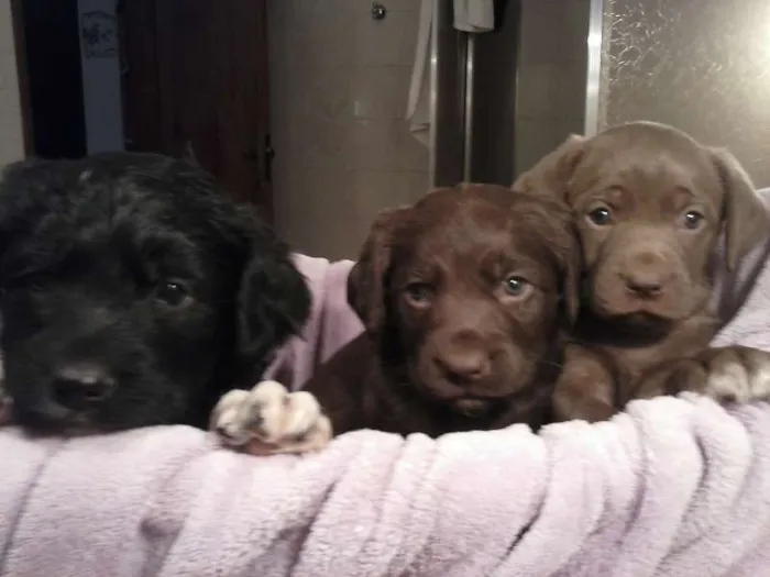 Cachorro ra a vira lata idade Abaixo de 2 meses nome s/nome ainda 