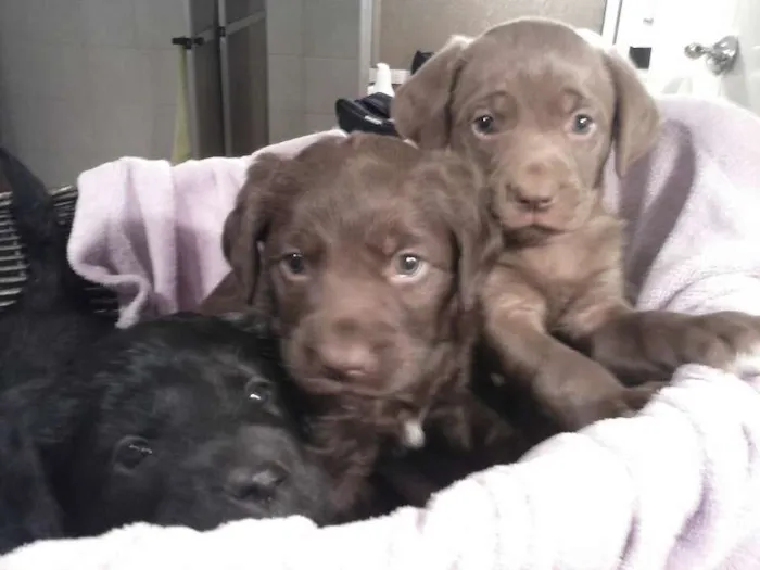 Cachorro ra a vira lata idade Abaixo de 2 meses nome s/nome ainda 