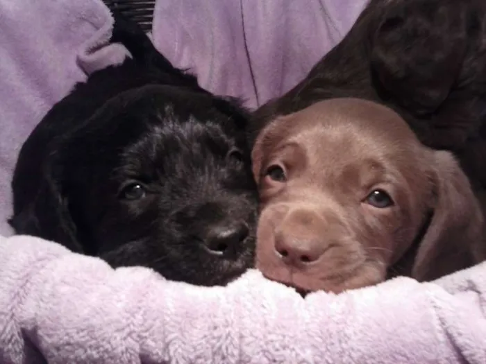 Cachorro ra a vira lata idade Abaixo de 2 meses nome s/nome ainda 