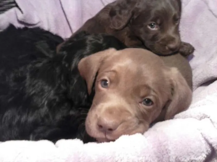Cachorro ra a vira lata idade Abaixo de 2 meses nome s/nome ainda 