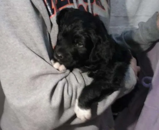 Cachorro ra a vira lata idade Abaixo de 2 meses nome s/nome ainda 
