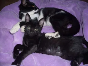 Gato raça SRD idade 2 a 6 meses nome Romeu e Bambi