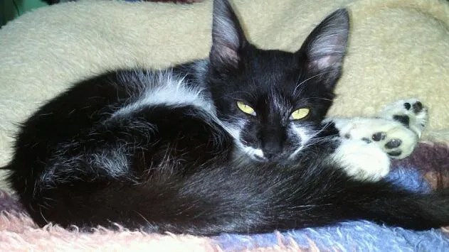 Gato ra a SRD idade 2 a 6 meses nome Romeu e Bambi