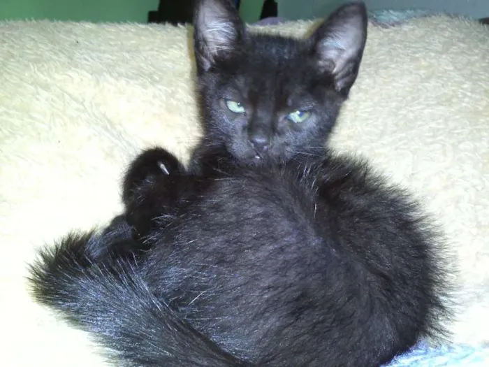 Gato ra a SRD idade 2 a 6 meses nome Romeu e Bambi