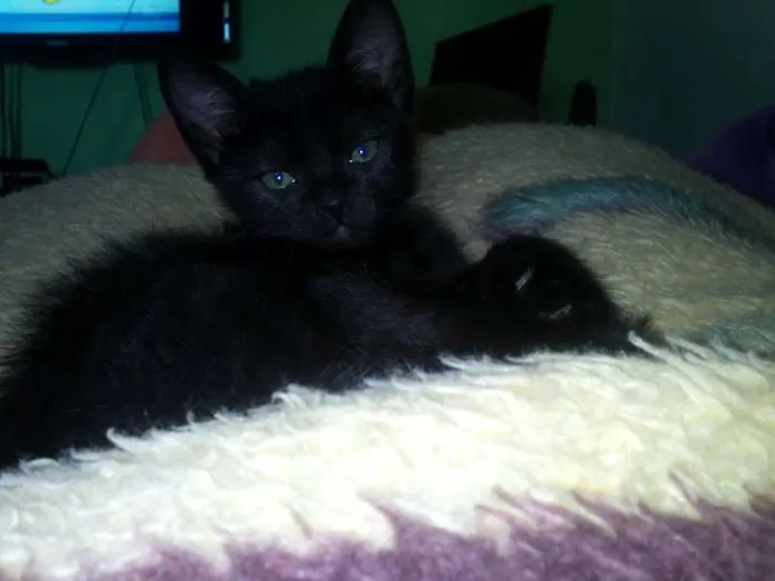 Gato ra a SRD idade 2 a 6 meses nome Romeu e Bambi