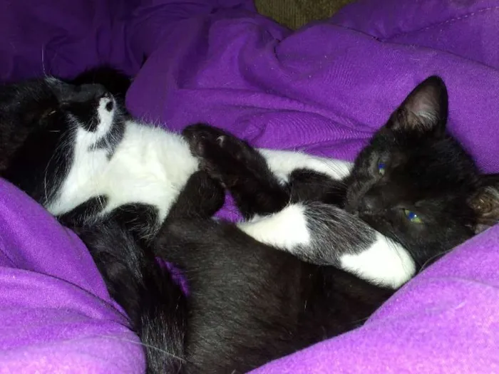 Gato ra a SRD idade 2 a 6 meses nome Romeu e Bambi