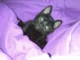 Romeu e Bambi
