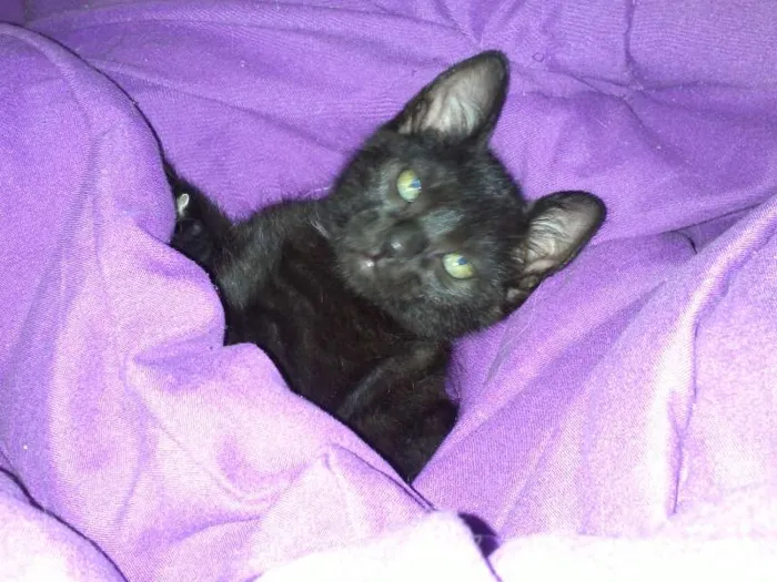 Gato ra a SRD idade 2 a 6 meses nome Romeu e Bambi
