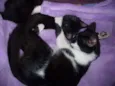 Romeu e Bambi