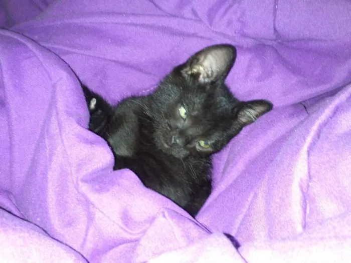 Gato ra a SRD idade 2 a 6 meses nome Romeu e Bambi