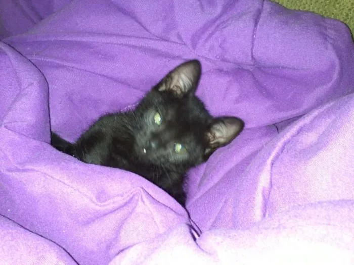 Gato ra a SRD idade 2 a 6 meses nome Romeu e Bambi