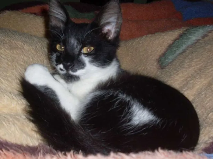 Gato ra a SRD idade 2 a 6 meses nome Romeu e Bambi