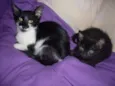 Romeu e Bambi