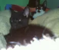 Romeu e Bambi