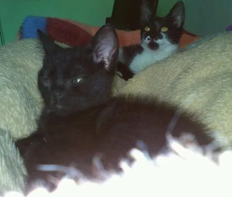 Gato ra a SRD idade 2 a 6 meses nome Romeu e Bambi
