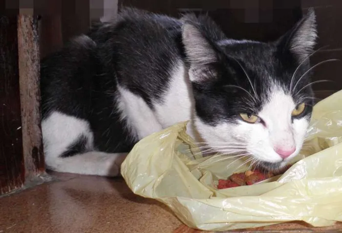 Gato ra a não sei idade 2 a 6 meses nome Pudim