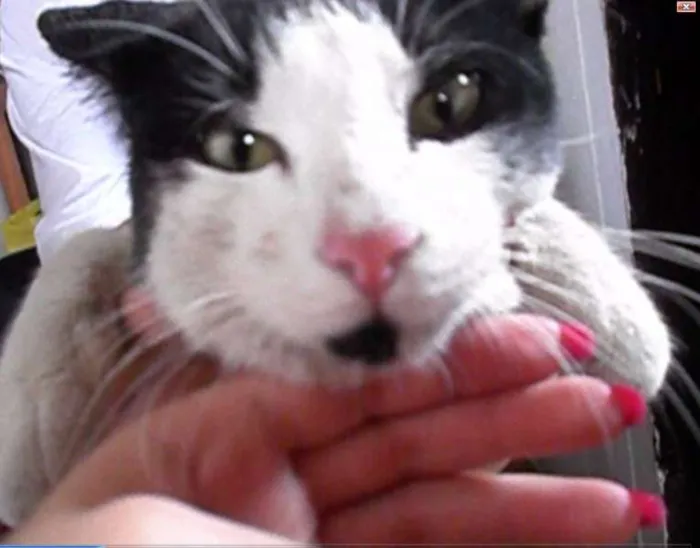 Gato ra a não sei idade 2 a 6 meses nome Pudim