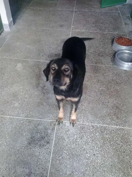 Cachorro raça SRD idade 3 anos nome PRETINHA