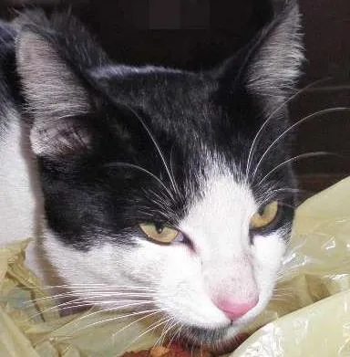 Gato ra a SRD idade 2 a 6 meses nome Pudim