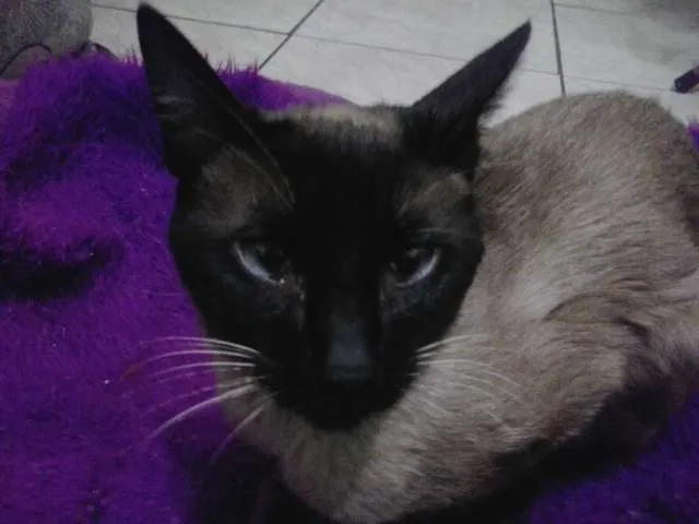 Gato raça siames idade  nome LILI