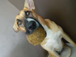 Cachorro raça SRD idade 1 ano nome Panqueca