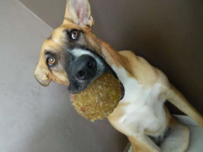 Cachorro raça SRD idade 1 ano nome Panqueca