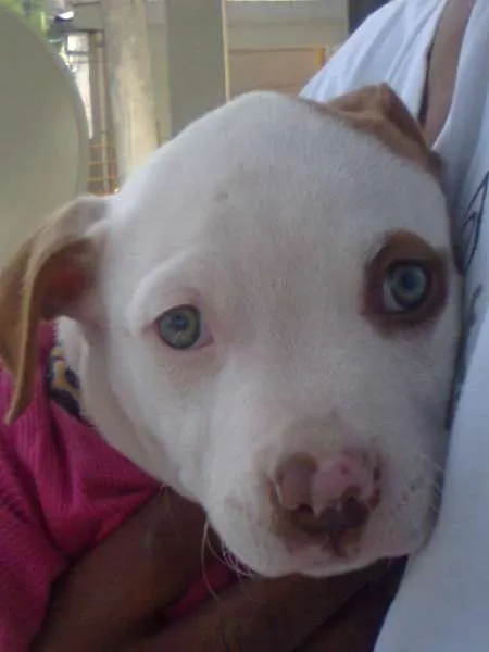 Cachorro ra a Pit-Bull idade 7 a 11 meses nome brian