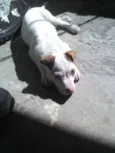 brian